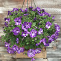 HB Night Sky Combo Hanging Basket (c9)